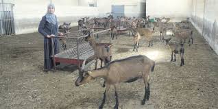 En zoologie et en élevage, un troupeau est un grand groupe d'animaux vivant ensemble, généralement terrestres, le plus souvent des mammifères, et en particulier des ongulés. Des Gardiennes De Chevres Alpines A Meskala L Economiste