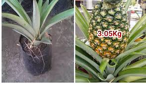 Check spelling or type a new query. Tayar Buruk Jadikan Bekas Tanam Nanas Di Laman Rumah Hasil Buah Pun Besar Keluarga
