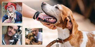 You can find the music city animal rescue at adoption and promotional events in nashville, tn and surrounding counties as well as on radio and television. Meet 10 Stars Who Have Opened Their Hearts To Animals In Need Celebrities Who Foster Dogs And Cats