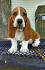 Basset Hound Puppies for Sale near Purcellville, Virginia ...