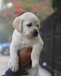 Find puppies in your area and helpful tips and info. 14 Golden Labrador Puppy Ideas Golden Labrador Puppies Labrador Puppy Golden Labrador