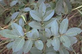 Image result for Stereospermum kunthianum