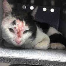 Available Pets At Maricopa County Animal Care Control West Animal Shelter In Phoenix Arizona Animals Pets Cat Adoption