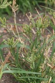 Image result for Eleusine