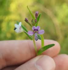 Image result for Cleome monophylla