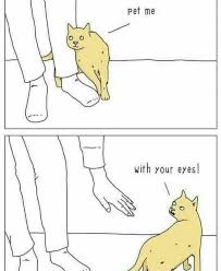 Pin By Lauren Pugh On Yeeaahhh Boooyyy Funny Cats What Cat Animal Memes