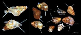 Image result for Gnidia inconspicua