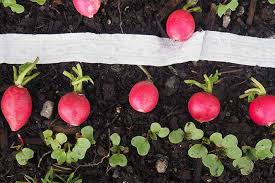 Each row should be about 12 inches apart to give the leaves room to grow and expand. How To Grow Radishes In Your Veggie Patch Gardener S Path
