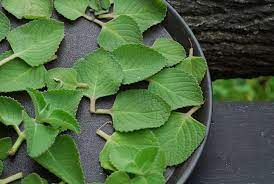✓ pengiriman cepat ✓ pembayaran 100% aman. Resep Daun Bangun Bangun Bisa Melancarkan Asi