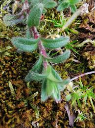 Image result for Cerastium afromontanum