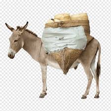 We did not find results for: Mule Horse Cattle Donkey Graphy Cute Donkey Elements Animals Horse Tack Happy Birthday Vector Images Png Pngwing