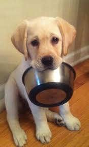 Epingle Par Kathibeat Sur Lovely Pics Toutous Chiots Mignons Animaux Mignons