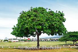 Image result for Thespesia populneoides