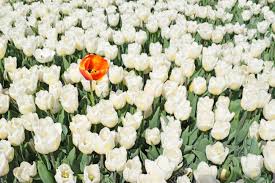 Fiveseasonstuff 10 stems of (sunset) real touch tulip artificial flowers bouquet, wedding, bridal, home decor, holidays, garden diy. Group Of White Tulips And One Red Orange Flower Unique Standing Out Of The Crowd And Different Concept Stock Photo Picture And Royalty Free Image Image 126955921