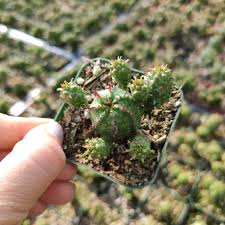 Image result for Euphorbia zambesiana