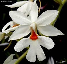 Image result for Diaphananthe sp.no.1. (Ball 657)