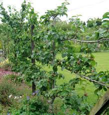 This elegant tree has creamy white blooms and pale green, shiny leaves that turn scarlet in the fall. Restoring Mayberry Fences Of Fruit Trees Espalier Fruit Trees Fruit Trees Missouri Botanical Garden