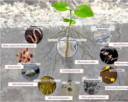 Image of Ecological Engineering