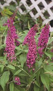 Butterfly Bush Cranrazz P P A F Buddleia Davidii Hybrid Indoor Flowering Plants Butterfly Bush Blooming Plants