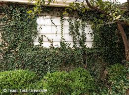 New plants should be pruned to 6 and then. English Ivy Plant Resources Home Ttu
