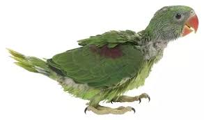 Does This Tail Pattern Mean My Cockatiel Is A Female ? The Pattern Is The  Same Under The Tail Feathers :) : R/Cockatiel