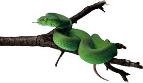 Green Snake Png Image In 2020 Snake Png Images Png