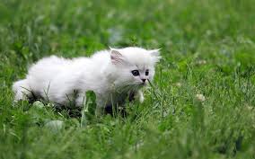 Find the perfect white fluffy cat stock photos and editorial news pictures from getty images. Download Wallpapers Persian Cat Lawn White Cat Kitten Green Grass Fluffy Cat Cats Domestic Cats Pets Persian For Desktop Free Pictures For Desktop Free