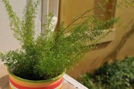 観葉植物のアスパラガスの育て方 肥料の与え方や植え替え方法は Horti ホルティ By Greensnap
