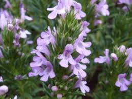 Image result for Satureja