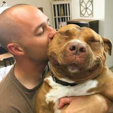 Ninando esse bebezão fofo 😂😍😍❤️💕 via: loveabulllisa (IG)