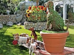 Boarding Dogs Canyon View Ranch Topanga Canyon Dog Daycare Dogs