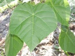 Image result for Hildegardia