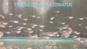 Er ist einfach in der haltung, sollte aber nur mit kleineren garnelenarten zusammen gehalten werden. Trochilocharax Ornatus Youtube