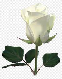 If you're looking for the best white rose wallpapers then wallpapertag is the place to be. White Rose Wallpaper By Lilianneret White Roses Wallpaper Png Free Transparent Png Clipart Images Download