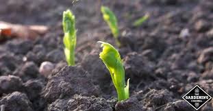 You can speed up the germination process by if this is your first time planting peas in the garden, you are probably wondering how long they will take to germinate, or sprout. Why Are My Peas Not Germinating Gardening Channel