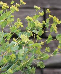 Growing Bupleurum Thorow Wax From Seed Johnny S Selected Seeds