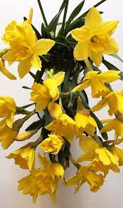 Daffodils Flower Delivery Order Flowers Online Order Flowers