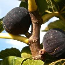 Growing up preis zum kleinen preis hier bestellen. Petite Negra Fig Tree One Green World Fig Tree Fig Black Fig