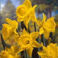 Daffodil Bulbs King Alfred Suttons