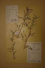 Image result for Aeschynomene sensitiva