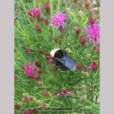 Image result for Vernonia schlechteri