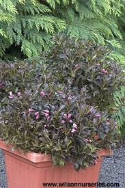 This useful plant grows wider than tall, making it the perfect choice for edging beds or walkways and for incorporating under windows in your landscaping. Dark Horse Weigela Wilson Nurseries