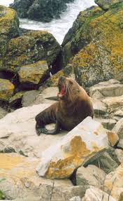 Barking Seal Kaikoura New Zealand Adventure New Zealand Holidays New Zealand South Island