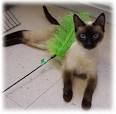 Siamese Rescue & Cat Adoption