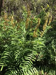 Image result for Osmunda regalis