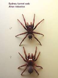 They start by sending out on the wind a line of silk called a bridge thread. Sydney Funnel Web Spider Wikipedia