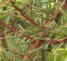 Image result for Acacia cornigera