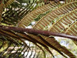 Image result for Cyathea mossambicensis