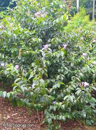 Image result for Trilepisium madagascariense