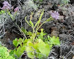 Image result for Plumbago ituriensis